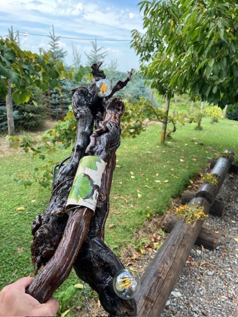 Wine light - Two Cijena Akcija